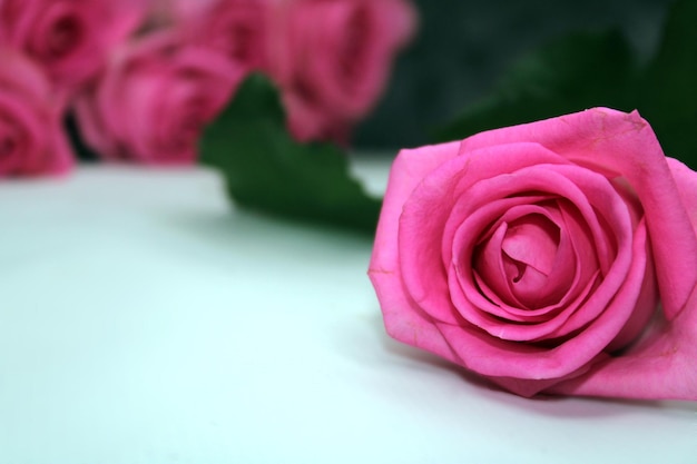 Primo piano rosa pallido rosa su un tavolo bianco Mazzo sfocato di rose sullo sfondo