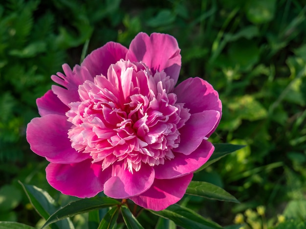 Primo piano rosa peonia su sfondo verde. Copia spazio.