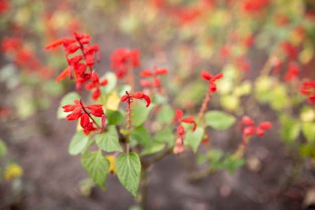 Primo piano rosso brillante dei fiori. Foto di alta qualità