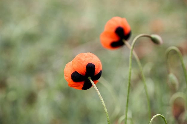 Primo piano rosso del fiore del papavero