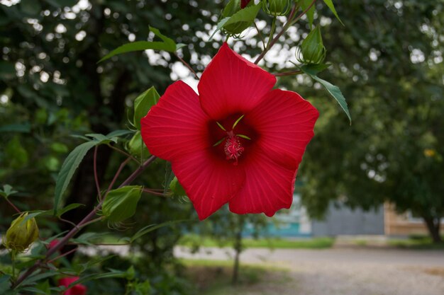 primo piano rosso del fiore dell'ibisco nel giardino