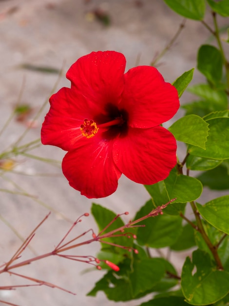 Primo piano rosso del fiore dell&#39;ibisco