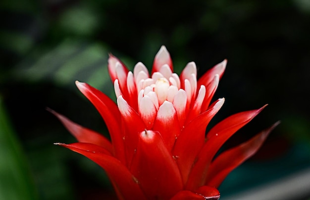 Primo piano rosso del fiore della bromelia su un fondo scuro