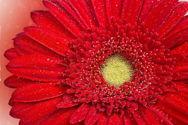 Primo piano rosso della gerbera con le gocce di rugiada sui petali