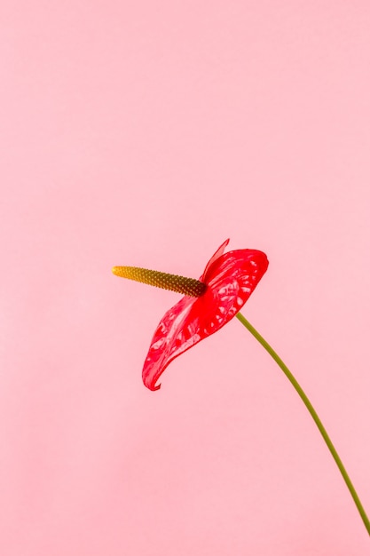 Primo piano rosso di vista laterale del fiore