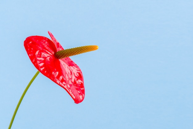 Primo piano rosso di vista laterale del fiore