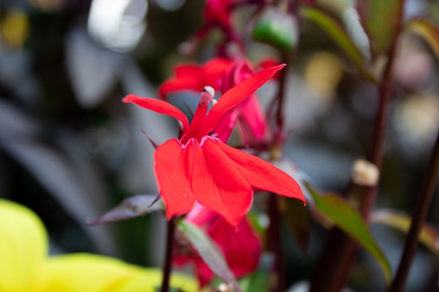 Primo piano rosso Lobelia Cardinalis o fiore cardinale.