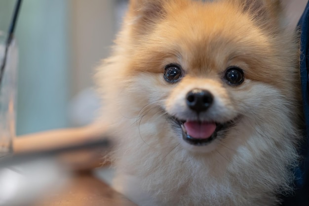 primo piano rotondo animale faccia buffa cucciolo cane pomerania simpatici animali domestici in casa