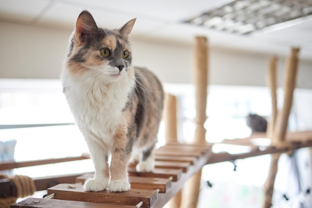 Primo piano rubicondo del gatto su una scala di legno un palo un'amaca