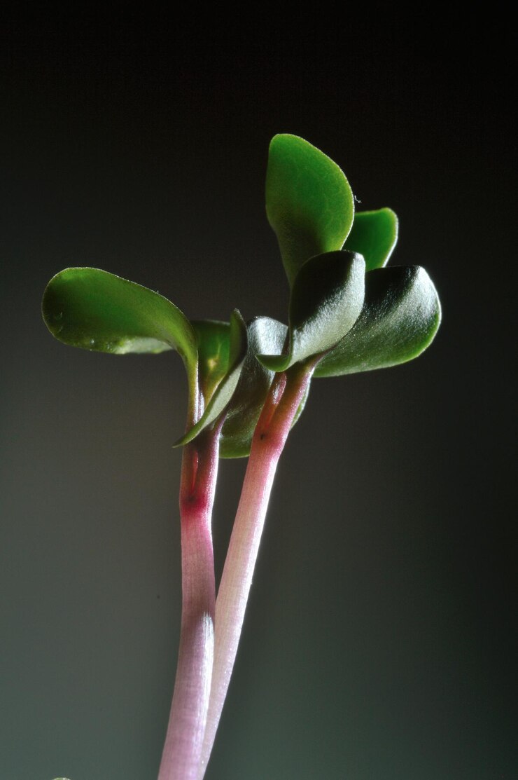 Foto primo piano selettivo delle piantine verdi germogli verdi che crescono dal seme