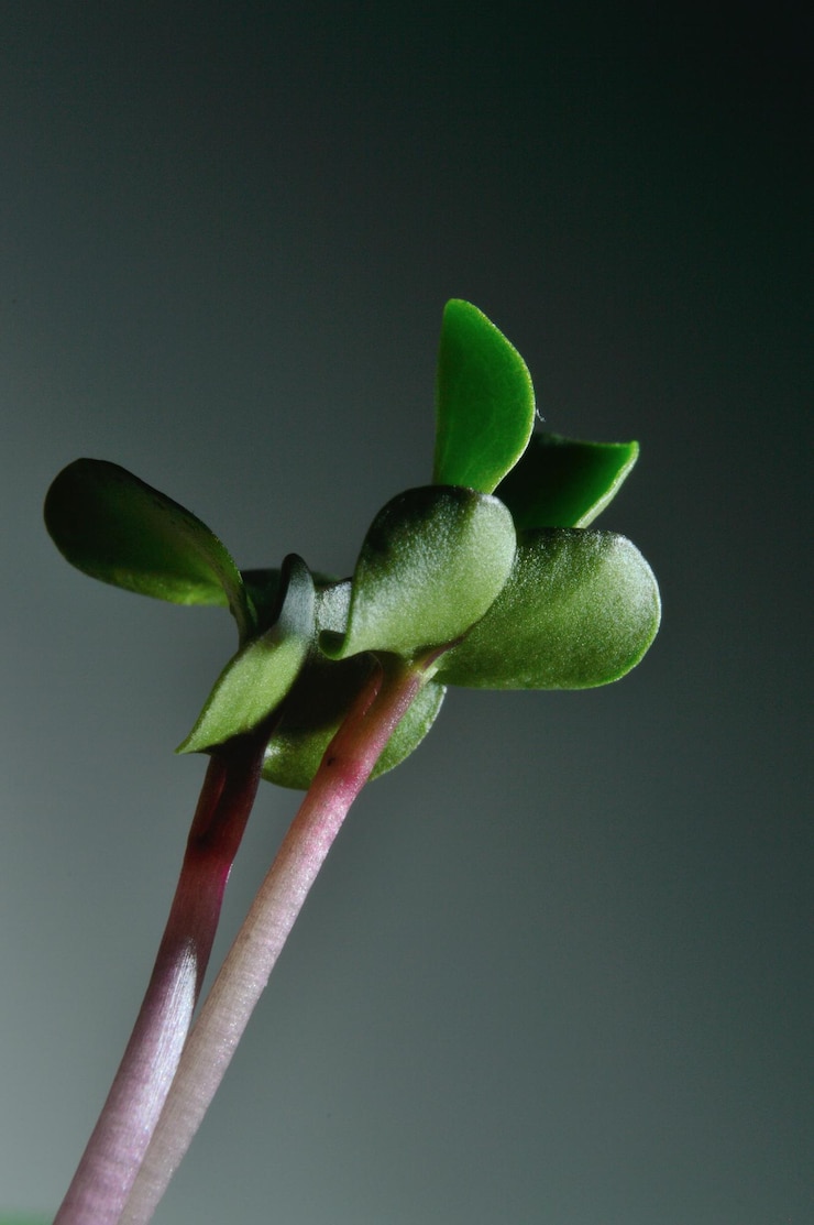 Foto primo piano selettivo delle piantine verdi germogli verdi che crescono dal seme