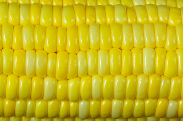 Primo piano semi di mais dolce di fila Una goccia d'acqua sul seme giallo