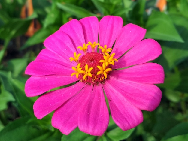 Primo piano sfocato fiore rosso zinnia fiore con sfondo sfocato Natura sfondo e carta da parati