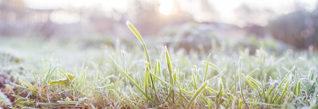 Primo piano sfocato sfondo naturale panorama erba congelata con ramo di ghiaccio in inverno