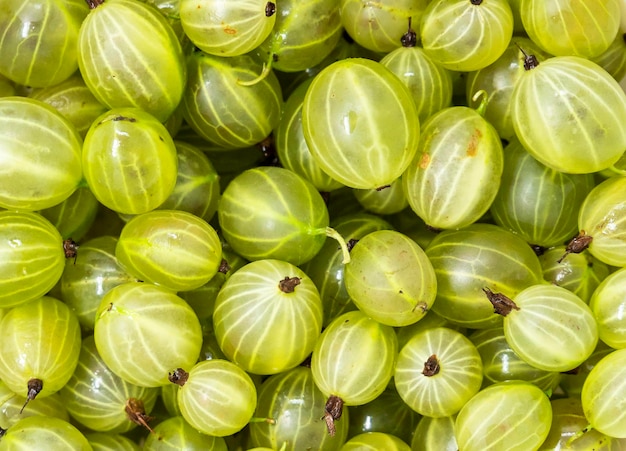 primo piano sfondo di uva spina fresca bagnata