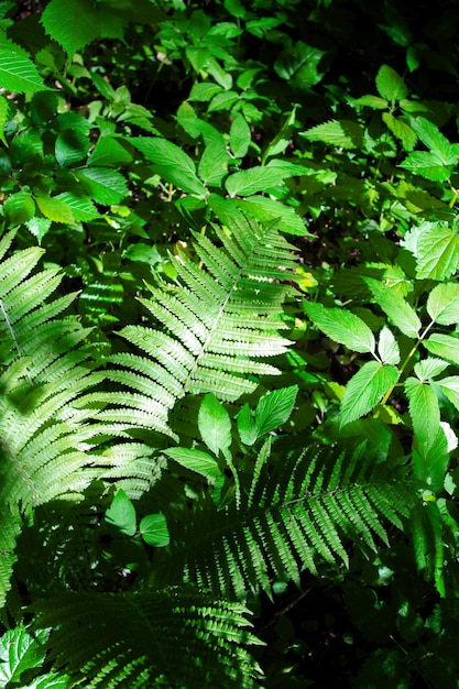 Primo piano sfondo verde felce