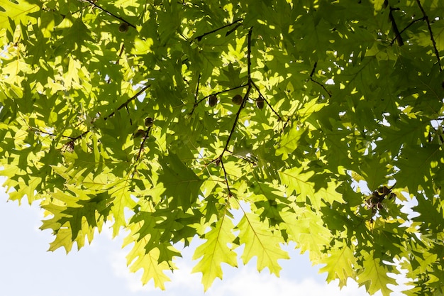 primo piano soleggiato dei rami di albero