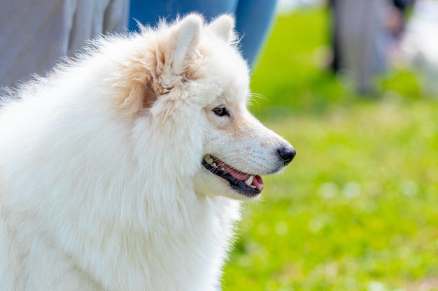 Primo piano somoide bianco della razza del cane lanuginoso nel profilo