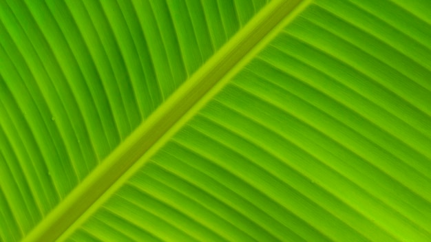 Primo piano strisce di venatura pinnately parallele sulla superficie dello sfondo verde della foglia di banana