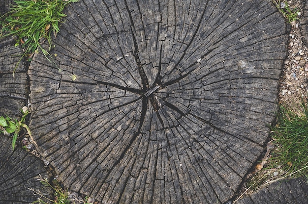 Primo piano, struttura degli anelli del ceppo di legno rotondi.