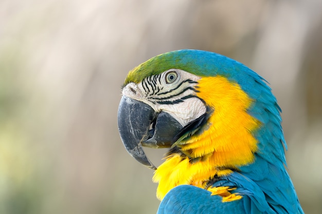 Primo piano su Ara blu e giallo isolato