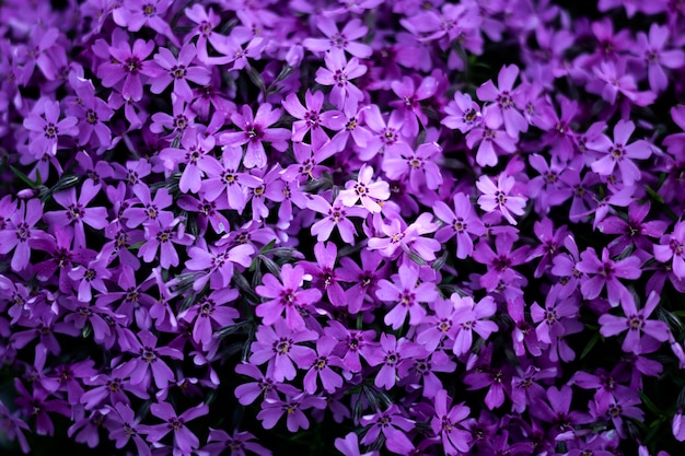 Primo piano su bellissimi dettagli di fiori in natura