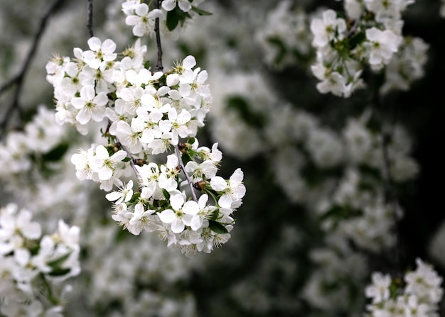 Primo piano su bellissimi dettagli di fiori in natura