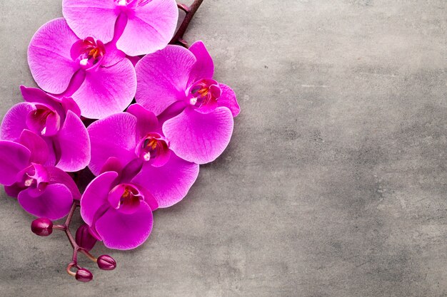 Primo piano su bellissimi fiori di orchidea colorati