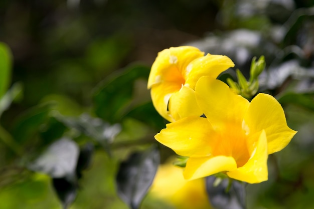 Primo piano su bellissimi fiori esotici