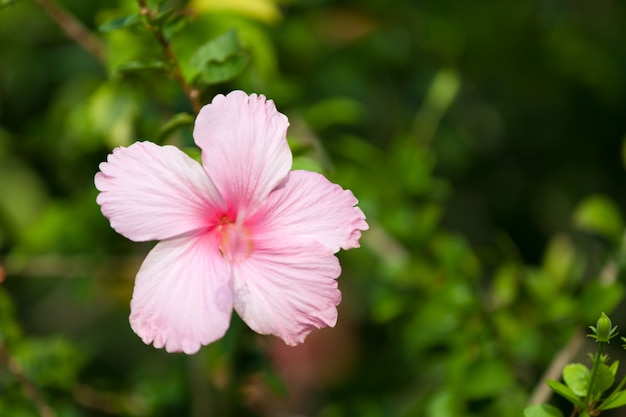 Primo piano su bellissimi fiori esotici