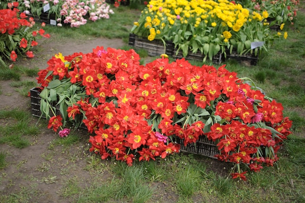 Primo piano su bellissimi tulipani in fiore