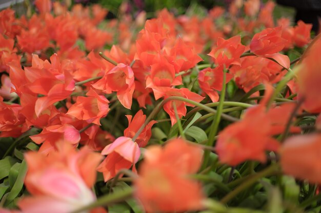 Primo piano su bellissimi tulipani in fiore