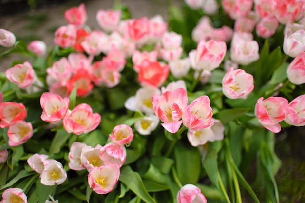 Primo piano su bellissimi tulipani in fiore