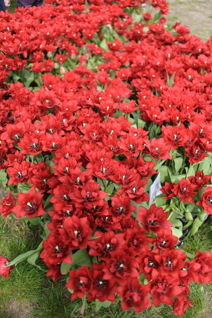 Primo piano su bellissimi tulipani in fiore