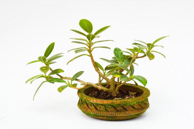 Primo piano su bonsai in vaso isolato