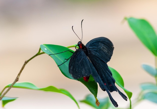 Primo piano su butterlfy tropicale