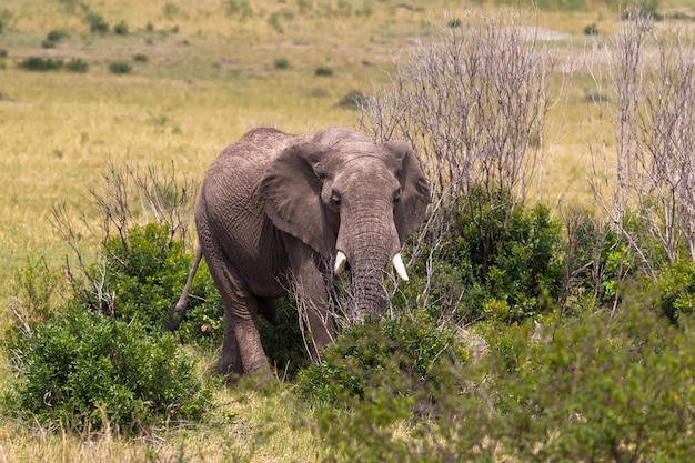 Primo piano su elefante in cespugli oh savana