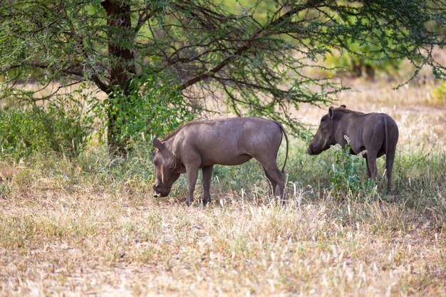 Primo piano su facoceri comuni nella savana