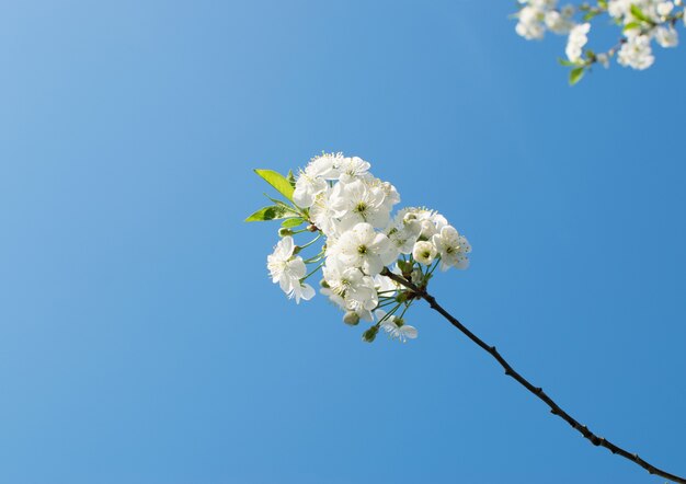 Primo piano su fiori di frutta bianca nel parco