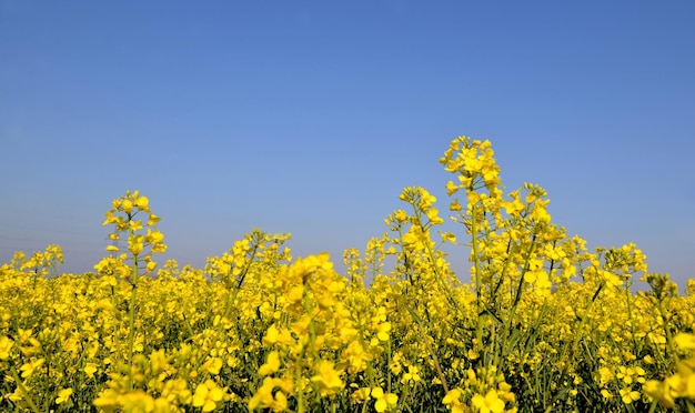 Primo piano su fiori gialli di colza che crescono in un campo sotto il cielo blu