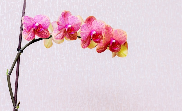 Primo piano su orchidee rosa contro un muro