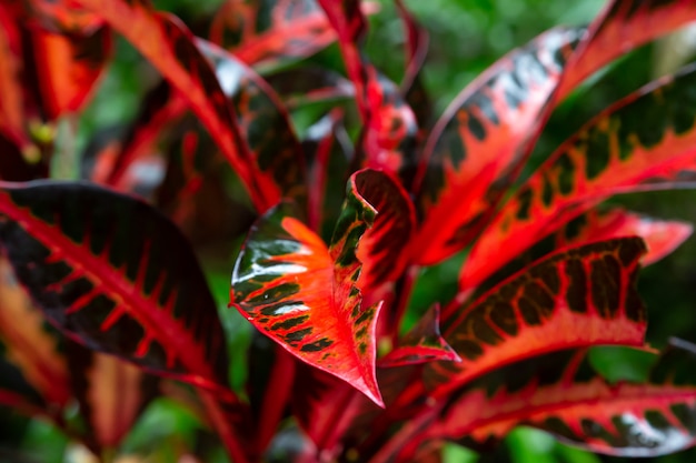 Primo piano su piante e fiori colorati