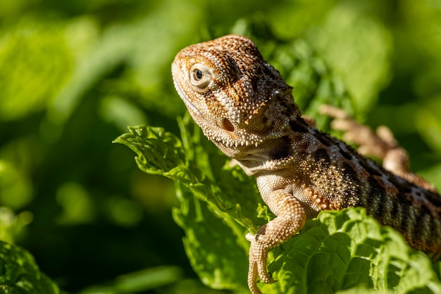 Primo piano su pogona a prendere il sole