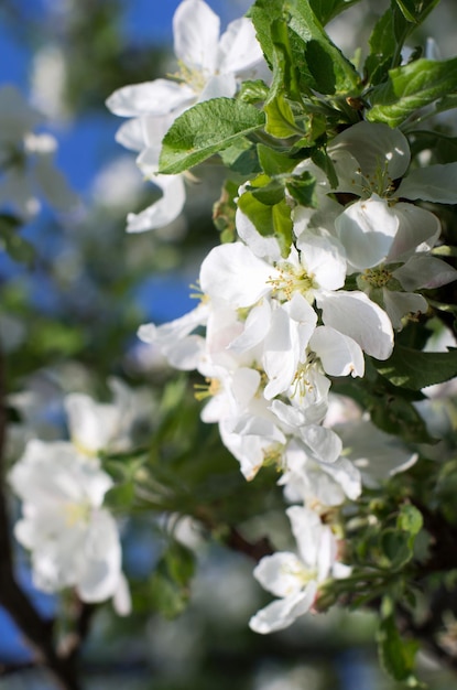 Primo piano su ramoscello di fiori bianchi in fiore