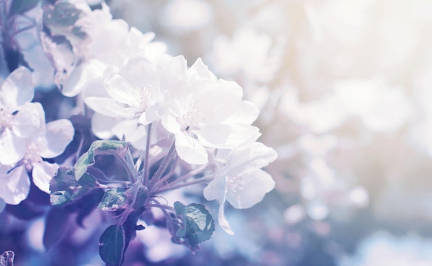 Primo piano su ramoscello di fiori bianchi in fiore