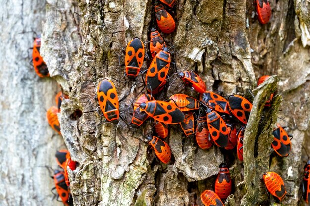 Primo piano su un'aggregazione di copulanti firebugs Pyrrhocoris apterus su una corteccia di un albero in primavera