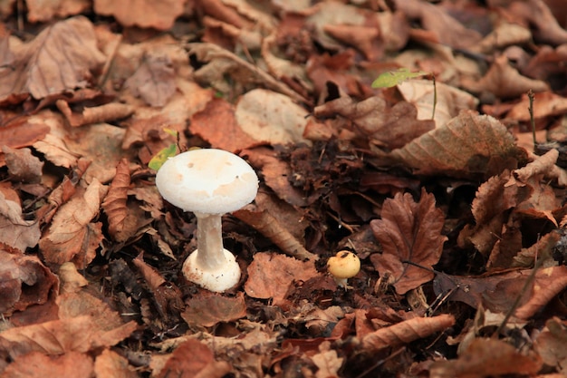 Primo piano su un'Amanita virosa nei boschi