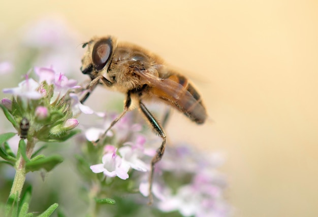 Primo piano su un'ape mellifera che raccoglie polline sui fiori su sfondo sfocato in primavera