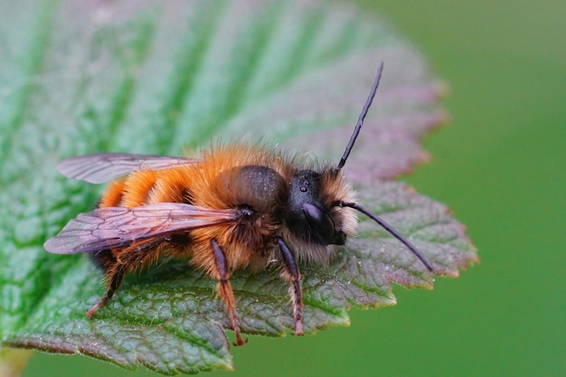 Primo piano su un'ape muratrice rossa maschio appena emersa, Osmia rufa seduta su una foglia verde