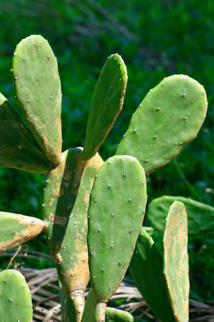 Primo piano su un cactus di pera